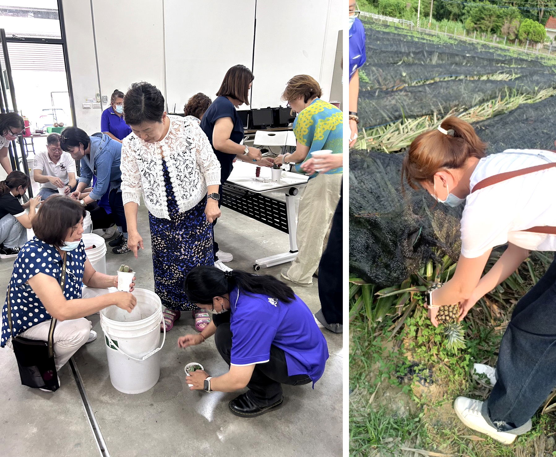 志工體驗親手摘鳳梨、多肉植物種植,此為書院師生日常工作